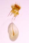 Cnephasia stephensiana