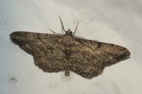 Peribatodes rhomboidaria