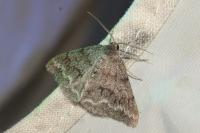 Pseudoterpna coronillaria