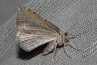 Scotopteryx peribolata