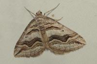 Scotopteryx peribolata