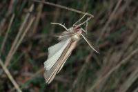 Compsoptera opacaria