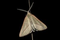 Compsoptera opacaria