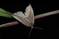 Compsoptera opacaria