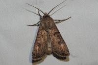 Agrotis segetum