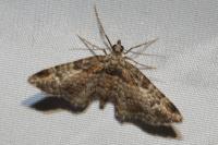 Gymnoscelis rufifasciata