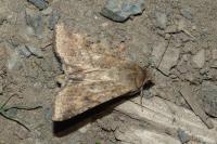 Helicoverpa armigera