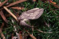 Pachycnemia hippocastanaria