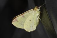 Opisthograptis luteolata