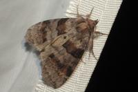 Cymatophorina diluta