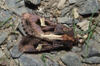 Trigonophora flammea