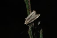 Mirificarma mulinella