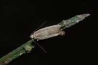 Mirificarma mulinella