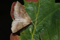 Crocallis dardoinaria