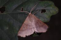 Crocallis dardoinaria