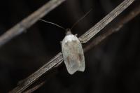 Agonopterix assimilella