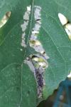 Choreutis nemorana