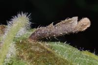 Coleophora badiipennella/limosipennella