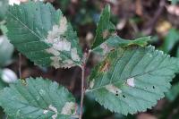 Coleophora badiipennella/limosipennella