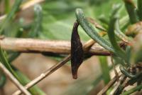 Coleophora vibicigerella