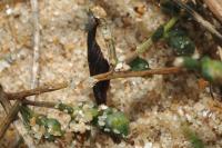 Coleophora vibicigerella