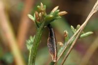 Coleophora vibicigerella