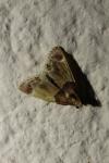 Pyralis farinalis