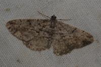 Peribatodes rhomboidaria