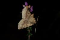 Crocallis dardoinaria