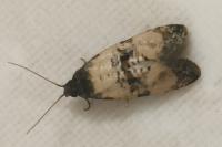 Cochylis atricapitana