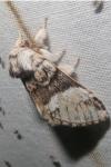 Drymonia dodonaea