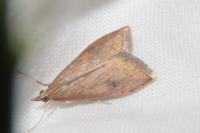 Udea ferrugalis