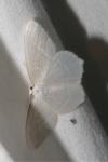 Jodis lactearia