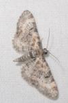 Eupithecia pulchellata