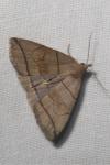Herminia grisealis