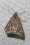 Pyrausta despicata