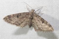 Eupithecia tantillaria