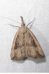 Hypena rostralis