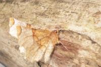 Selenia lunularia