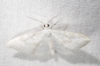 Asthena albulata