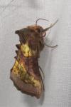 Diachrysia chrysitis