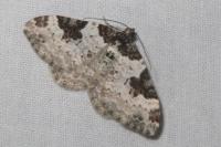 Xanthorhoe fluctuata