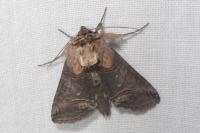 Abrostola triplasia