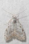 Nola confusalis