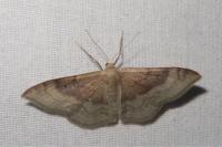 Idaea degeneraria