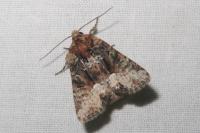 Oligia latruncula/strigilis/versicolor