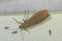 Wittia sororcula