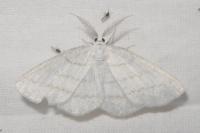 Cabera pusaria