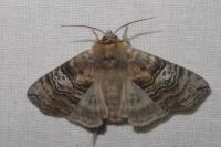 Tethea ocularis