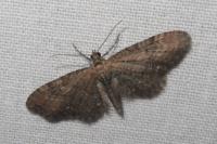 Eupithecia vulgata